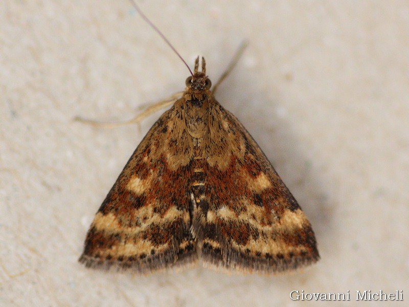 Pyrausta despicata ...variabili...